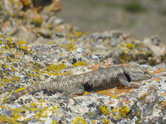 Sceloporus uniformis