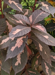 Graptophyllum pictum