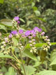 Cyrtocymura scorpioides