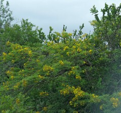 Vachellia karroo