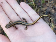 Eurycea guttolineata