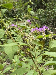 Cyrtocymura scorpioides
