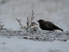 Melanocorypha yeltoniensis