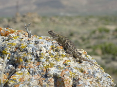 Sceloporus uniformis