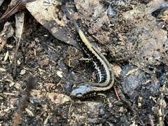 Eurycea guttolineata