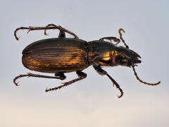 Pterostichus multipunctatus