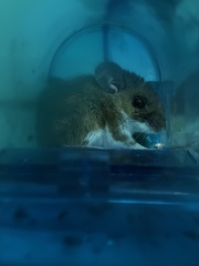 Peromyscus maniculatus