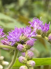 Cyrtocymura scorpioides
