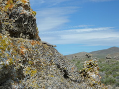Sceloporus uniformis