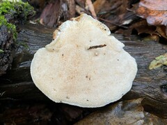 Trametes gibbosa