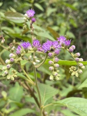 Cyrtocymura scorpioides