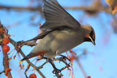 Bombycilla garrulus pallidiceps