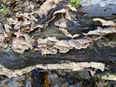 Merulius tremellosus