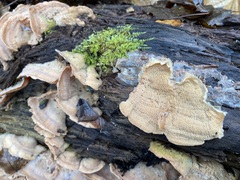 Merulius tremellosus