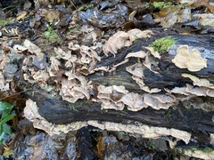 Merulius tremellosus