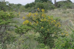Vachellia karroo