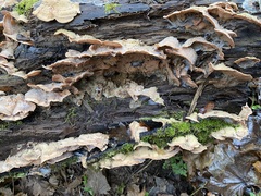 Merulius tremellosus