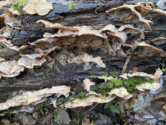 Merulius tremellosus