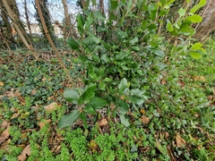 Chêne vert (Quercus ilex) — photo 3