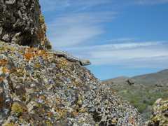 Sceloporus uniformis