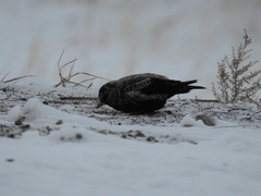 Melanocorypha yeltoniensis