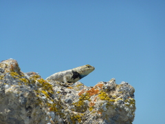 Sceloporus uniformis