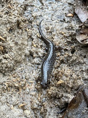 Desmognathus conanti