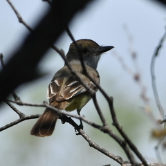 Myiarchus tyrannulus