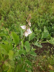 Crotalaria verrucosa
