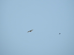 Buteo jamaicensis