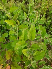 Crotalaria verrucosa