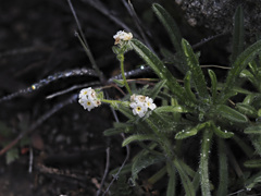 Cryptantha intermedia