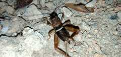 Teleogryllus