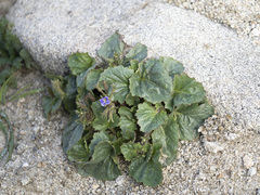 Phacelia