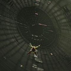 Micrathena