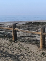 Bucanetes githagineus