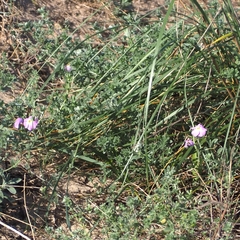 Malcolmia littorea
