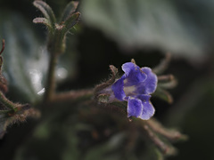 Phacelia