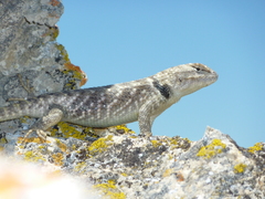 Sceloporus uniformis