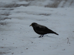 Melanocorypha yeltoniensis