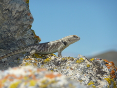 Sceloporus uniformis