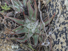 Dudleya