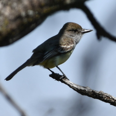 Myiarchus tyrannulus