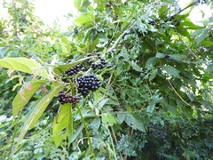 Callicarpa acuminata