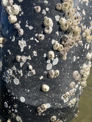 Amphibalanus improvisus