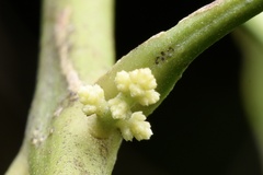 Melicope pteleifolia