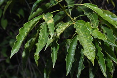 Melicope pteleifolia