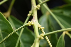 Melicope pteleifolia