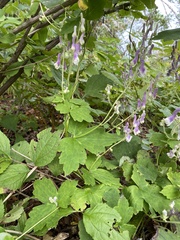 Aconitum alboviolaceum