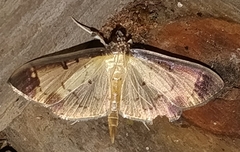 Eulepte